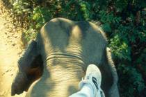 Promenade à dos d'éléphant 