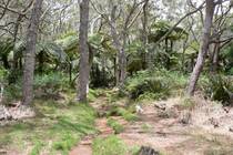 La forêt de Bélouve